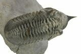 Morocconites Trilobite Fossil - Ofaten, Morocco #273886-2